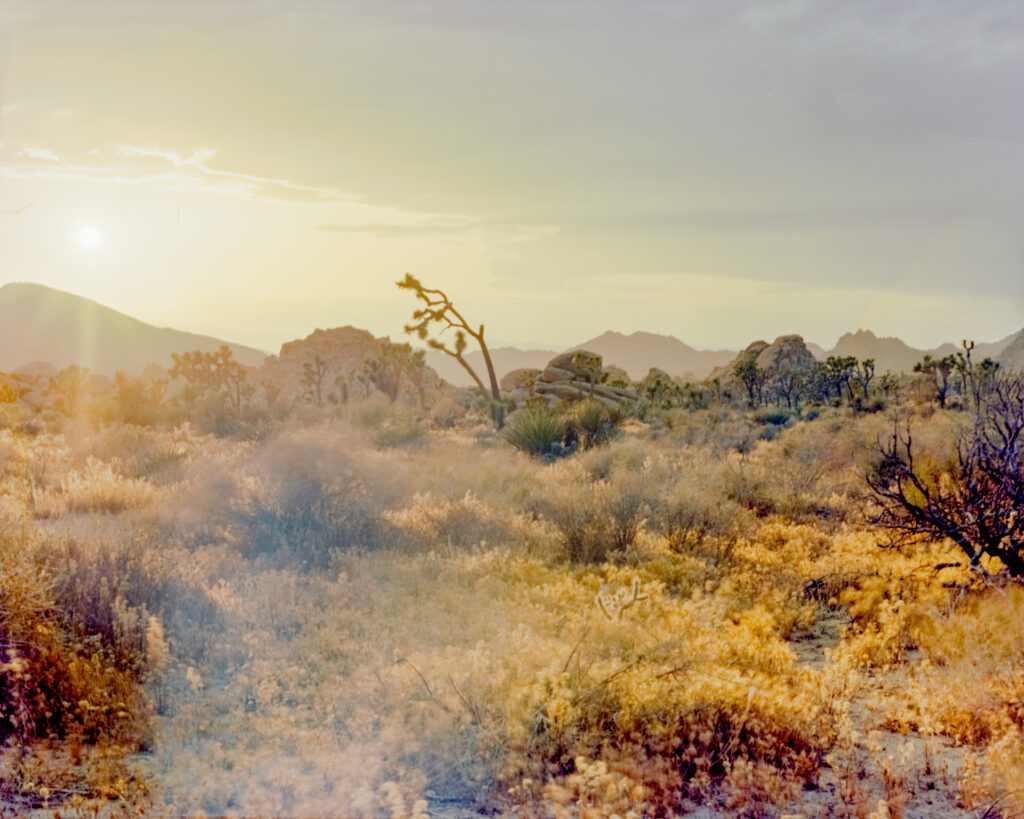 Twyla Sampaco Joshua Tree Twyla Sampaco Joshua Tree